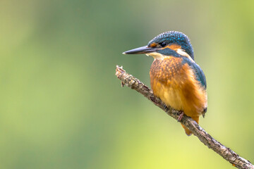 European Kingfisher perched on stick