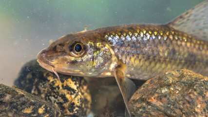 Gudgeon freshwater fish portrait