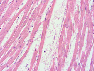 picture of histology human tissue with microscope from laboratory (not Illustration Designation)