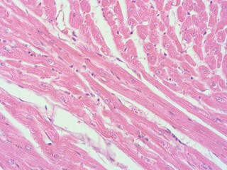 picture of histology human tissue with microscope from laboratory (not Illustration Designation)