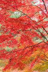 秋、赤い紅葉の幕が下りた