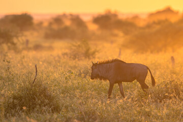 Savanna Orange morning light with wildebeest on S100 Kruger