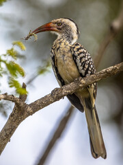Southern red billed hornbill