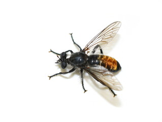 The black and orange robber fly Choerades gilva isolated on white background