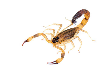 Image of brown scorpion isolated on white background. Insect. Animal.