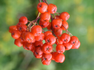 Rowanberries from mountain ash Sorbus aucuparia on a green background