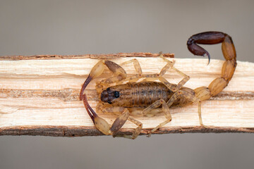 Image of brown scorpion on brown dry tree branch. Insect. Animal.