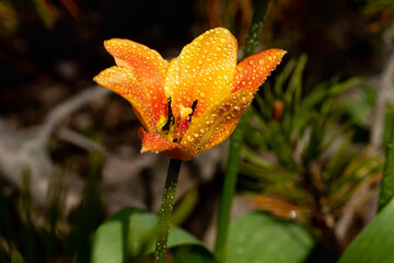 Bright yellow-orange tulip blossom with raindrops in spring garden