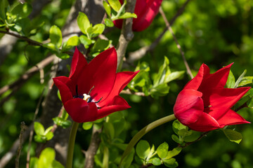 Bright red tulip blossom in spring garden