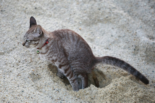 The Cat Is Pooping In The Sand