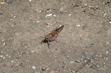 grey grasshopper on the ground