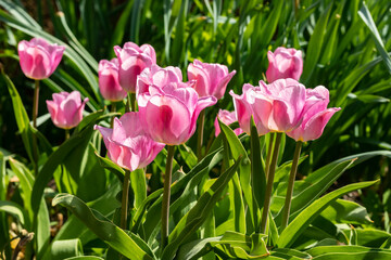 Pink tulip flowers on flowerbed in city park