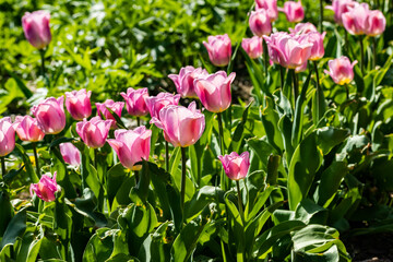 Pink tulip flowers on flowerbed in city park