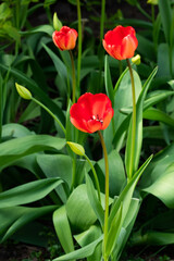 Red tulip flowers on flowerbed in city park