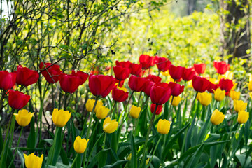 Fototapeta premium Yellow and red tulip flowers on flowerbed in city park