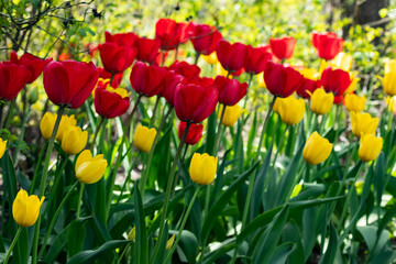 Yellow and red tulip flowers on flowerbed in city park