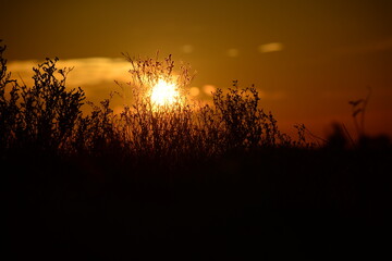 sunset in the field