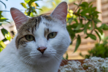 Fototapeta premium portrait of a cat