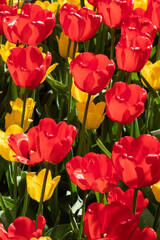 Field with beautiful red and yellow tulip flowers