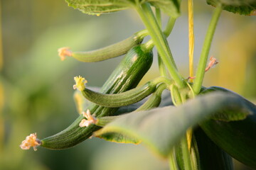 close up of green bean sprouts