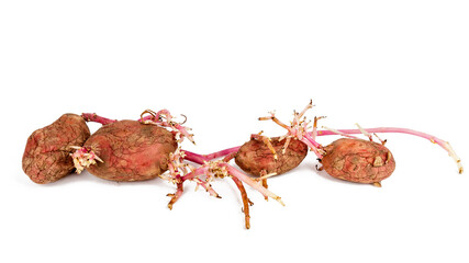 Germinated pink potatoes isolated on white background
