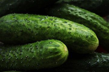 Macro photo cucumbers. Fresh green cucumber. Cucumber background