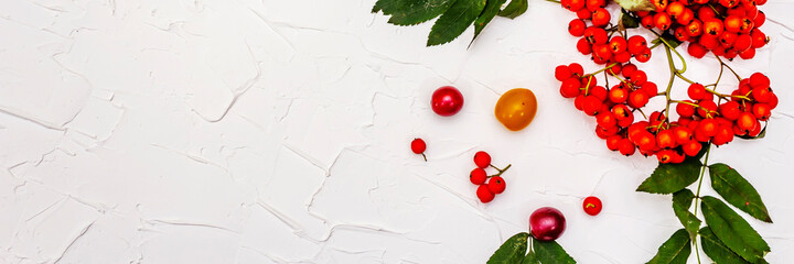 Ripe rowan berries and cherry plum fruits