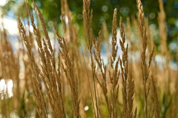 Yellow straws of grass up close in the soft summer light with blurred backdrop.