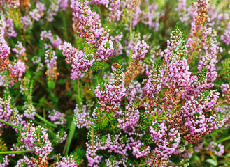 Closeup of wild flowers in the meadow