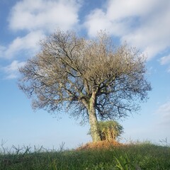 tree in the field