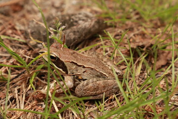 Frosch in Bialowieza
