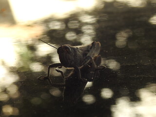 Locusta migratoria - szarańcza wędrowna - makro - ciemne tło