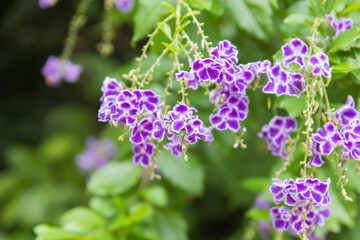 Duranta erecta