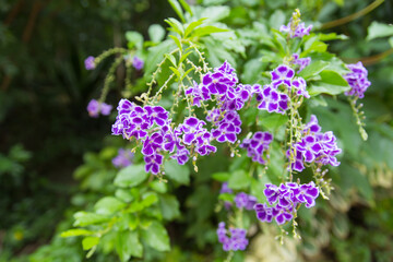 Obraz premium Duranta erecta