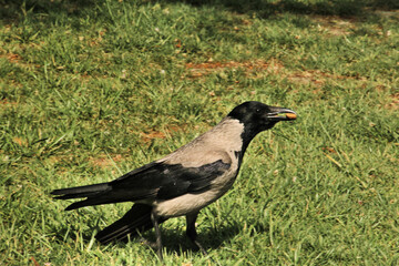 crow on the grass