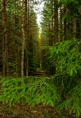 Obraz premium Pine forest. A path in a pine forest. Walking through the forest, picking mushrooms.