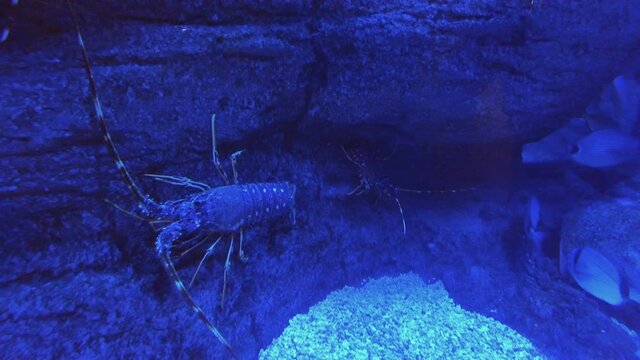 colorful Australian blue crayfish - cherax quadricarinatus in aquarium