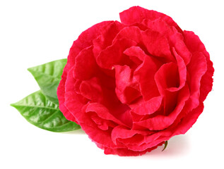 red rose isolated on a white background. full depth of field