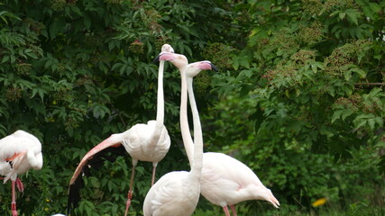 Flamingos