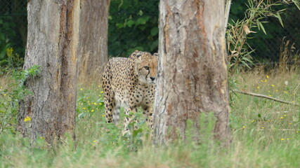 Gepard auf der lauer © Michael
