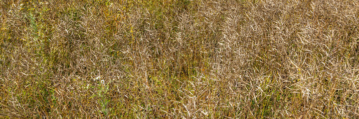 Rapeseed close up. Background texture of ripe rapeseed in the fields. New eco friendly technologies for biofuel production. Ripe rapeseed in the farms agricultural fields is ready for harvesting. 
