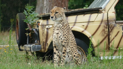 Gepard sitzend © Michael