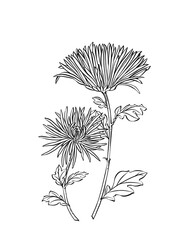 Illustration of chrysanthemum flowers, digital art, black and white.