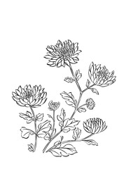 Illustration of chrysanthemum flowers, digital art, black and white.