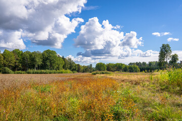Autumn landscape of meadows and fields. Kinds of grasses in the fall season. Forest trees grow on the edge of the field. Blue sky and white clouds. Rapeseed fields before harvesting. 