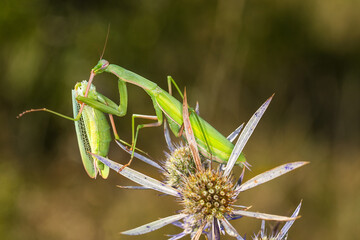 Praying mantis on the flower
