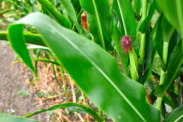Corn field on crop plant for harvesting, auutmn