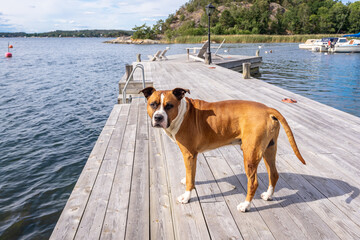 Big beautiful American bulldog red and white color. A brave smart pet dog stands on a wooden pier by the sea. Pedigreed purebred American bulldog friend of the family.