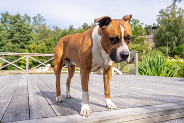 Big beautiful American bulldog red and white color. A brave smart pet dog stands on a wooden pier by the sea. Pedigreed purebred American bulldog friend of the family.