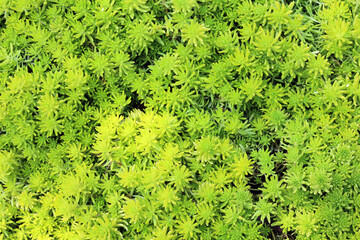 Green grass texture and background use for copy space